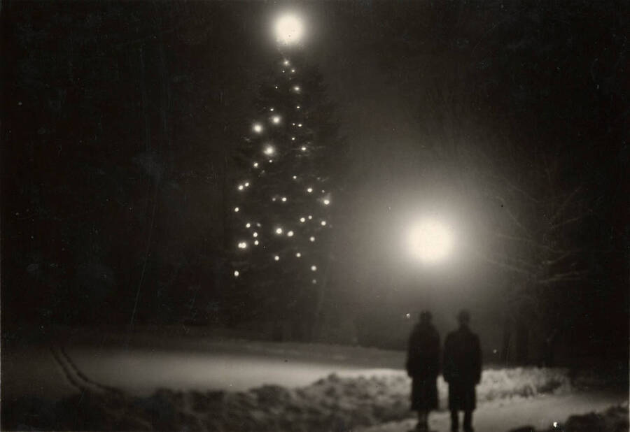 Two people stand and view a decorated pine tree near Hello Walk.