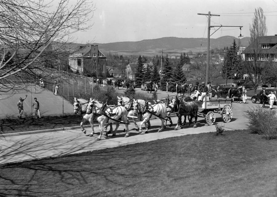 A horse drawn carriage leads the procession onto Campus Drive during the Little International Agriculture Show.