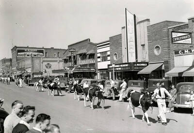 A procession of cows and handlers walking in downtown Moscow as part of the Little International Agriculture Show.
