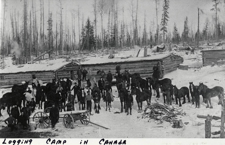 A photograph of a group of men and mules at a logging camp in Canada.