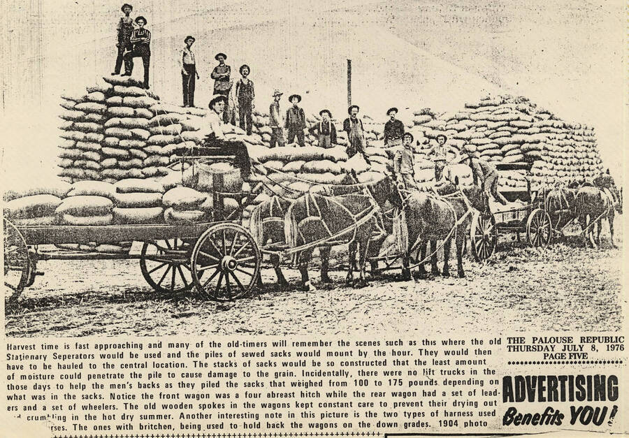 An article from the Palouse Republic with an image from 1904 of the piles of 100 pound sacks of grain and men who piled them on to the wagons used to transport them.