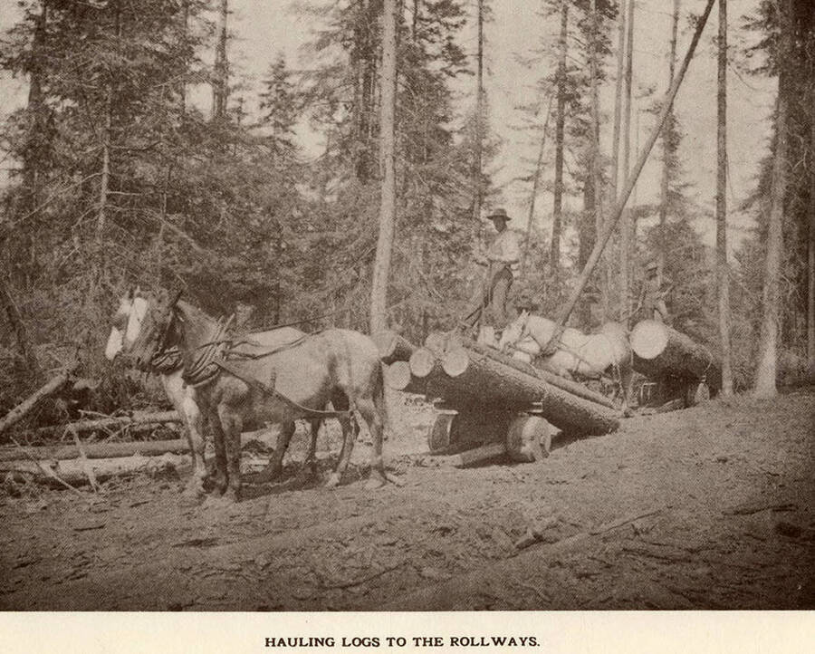 Employees standing on logs being transported to the rollways by two horses each.