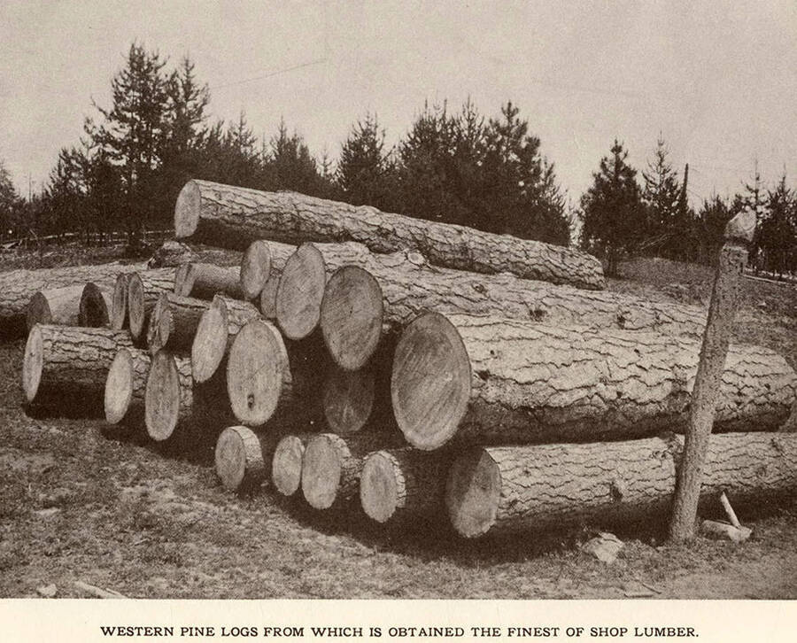 A photograph of western pine logs which the finest shop lumber is made from.