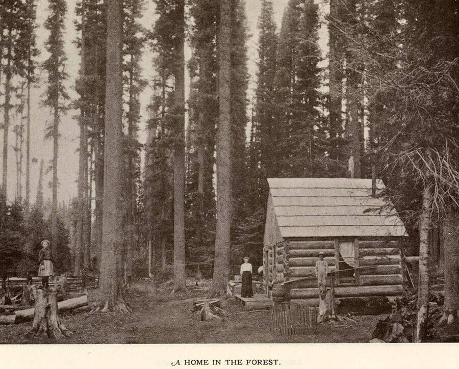 A photograph of a home in the forest with some of it's residents.
