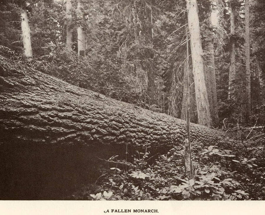 A photograph of a fallen monarch tree.