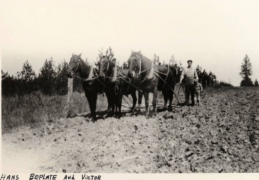 Hans Beplate and Victor with a team of three horses plowing a field.