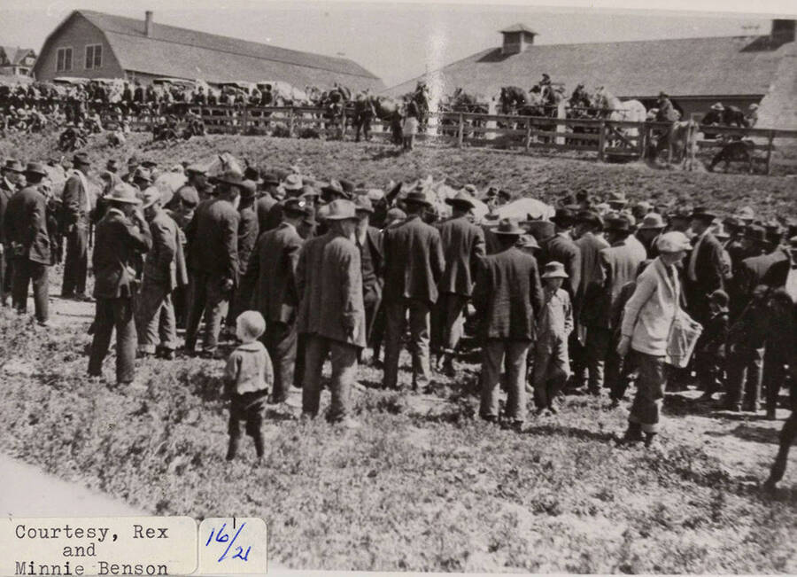A photograph of the crowds at a livestock sale in Potlatch, Idaho.