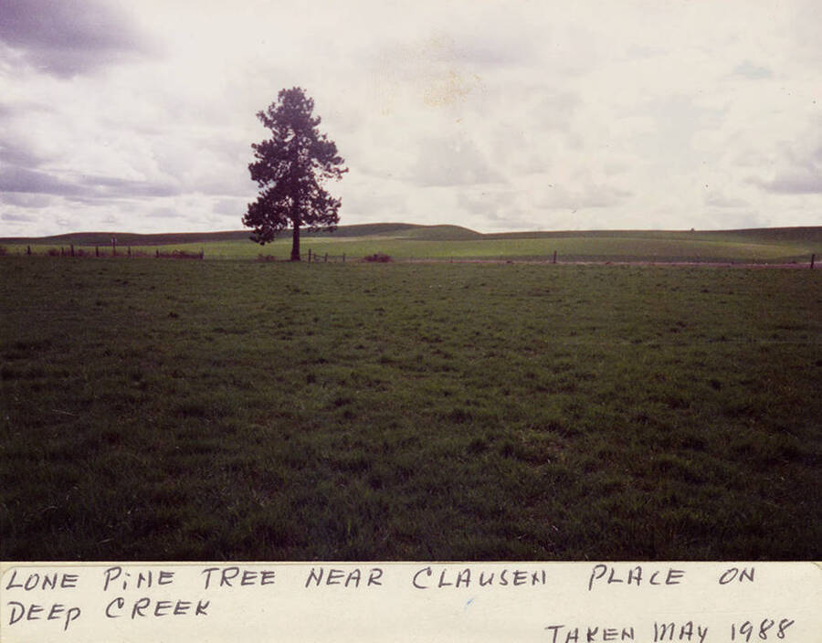 A lone Pine tree near Clausen Place on Deep Creek.