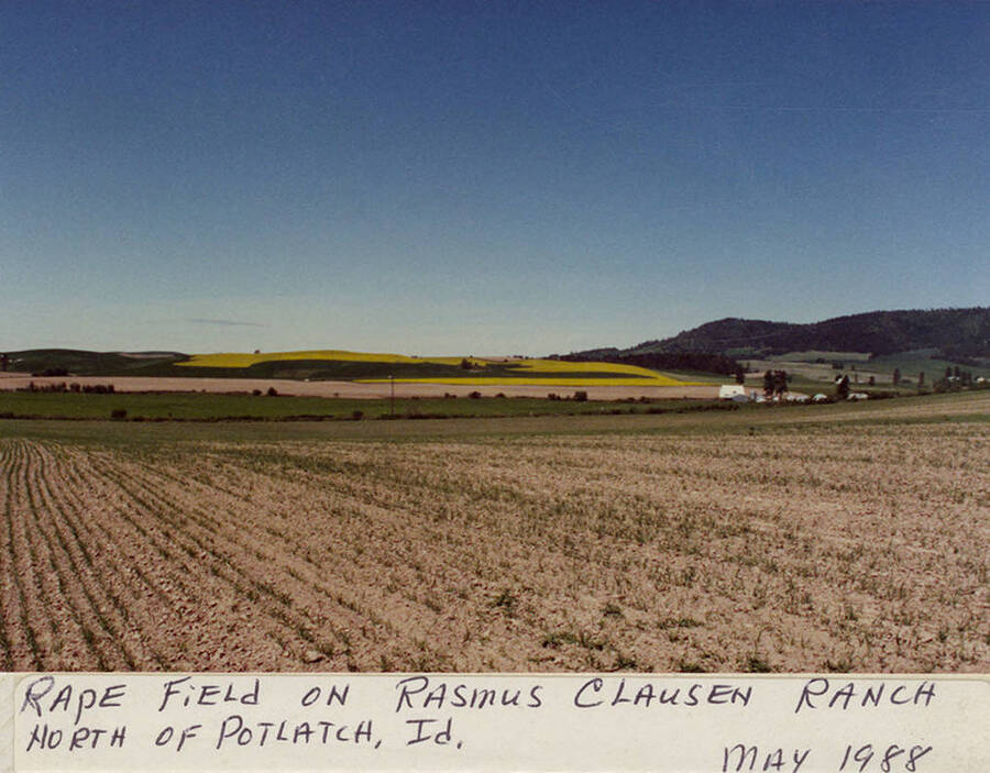 A rapeseed field on Rasmus Clausen Ranch north of Potlatch, Idaho.  Taken in May, 1988.