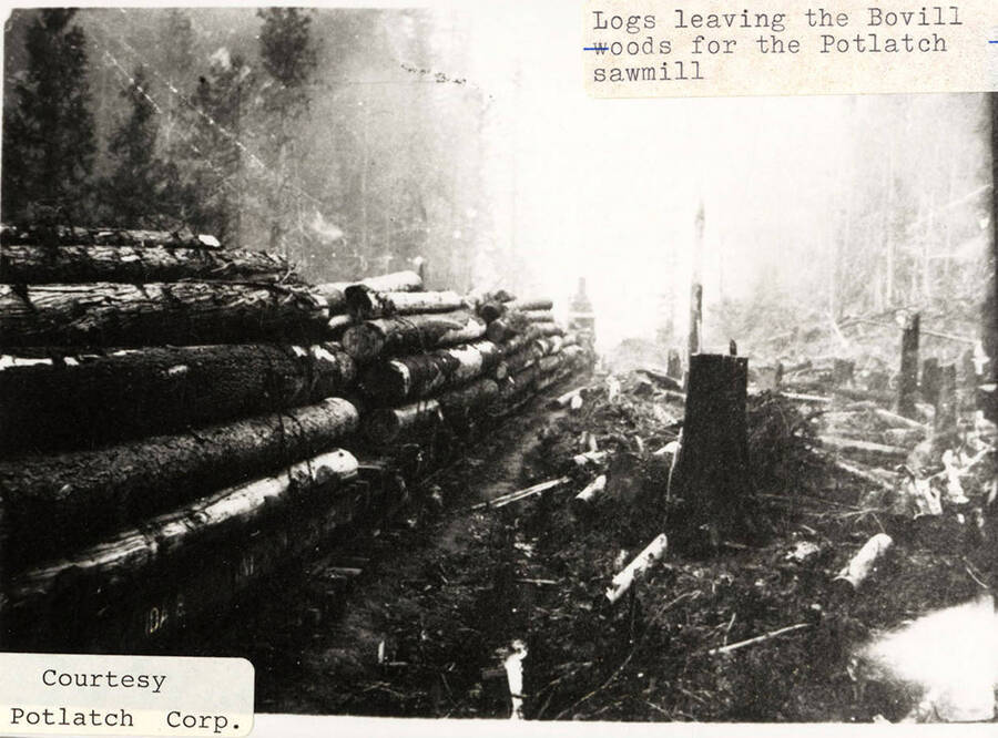 View of stacks of logs being hauled out of the Bovill woods on a railroad to be taken to the Potlatch sawmill.
