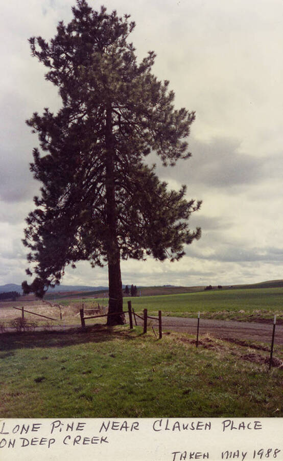 A lone pine tree near the Clausen Place on Deep Creek.  Taken in May, 1988.