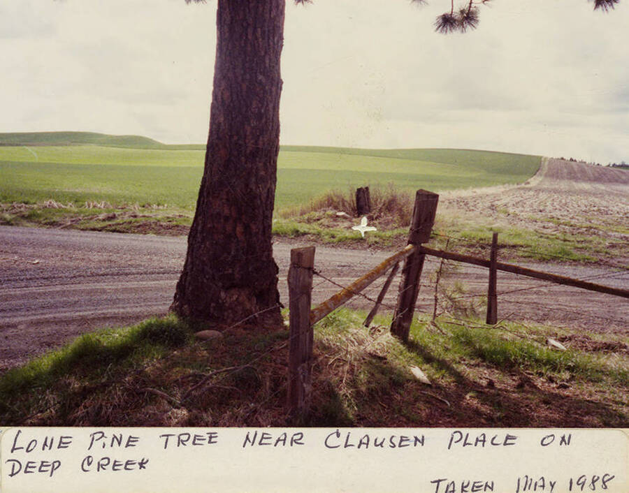 A lone pine tree near a fenace and road on the Clausen Place on Deep Creek.  Photograph taken in May, 1988.