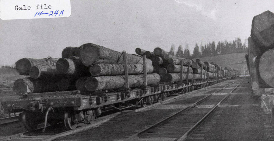 Stacks of logs on railroad flats being pulled on a railroad track.