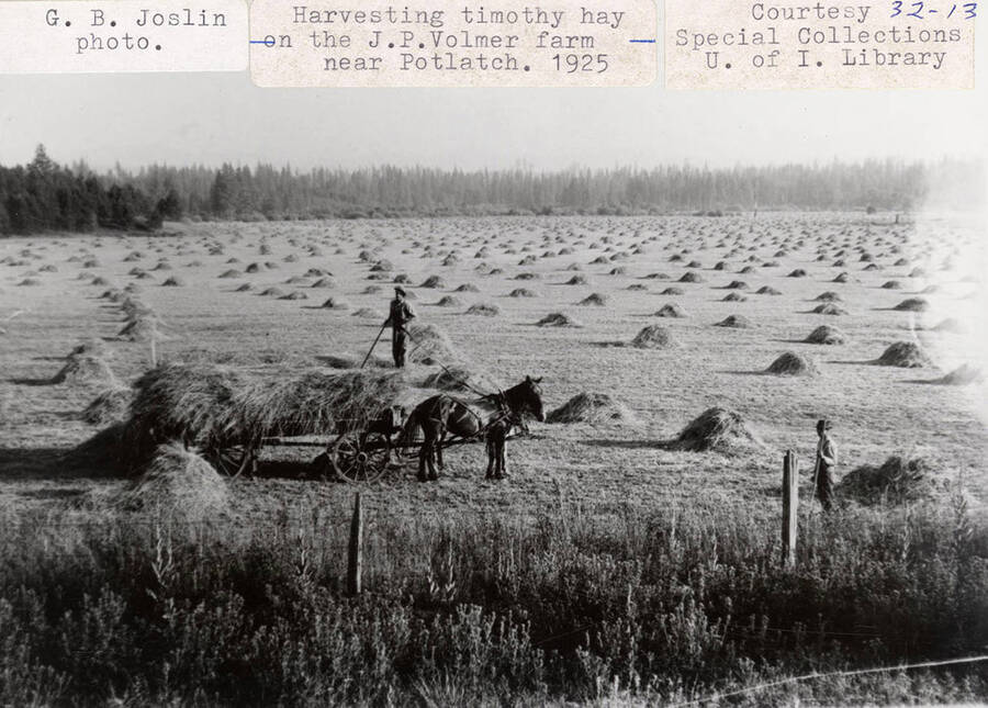 A photograph of a timothy hay harvest on the J.P. Volmer farm near Potlatch.