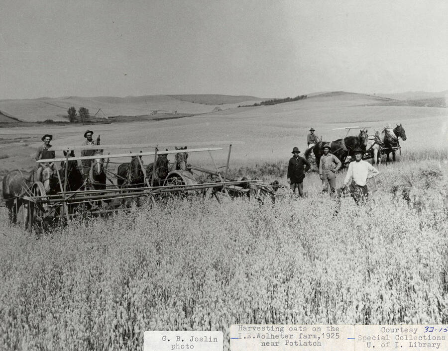 A photograph of farmers harvesting oats on the I.E. Wolheter farm near Potlatch.