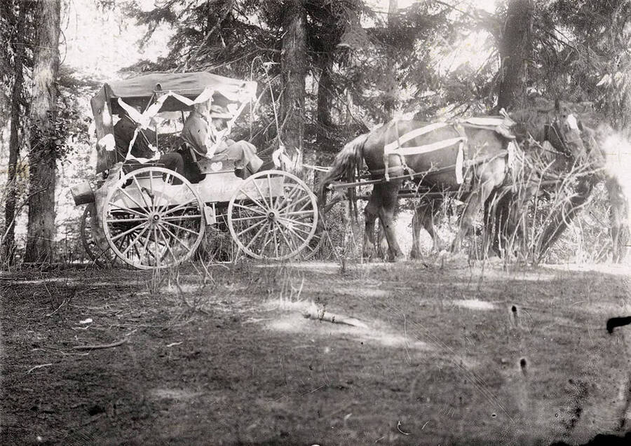 A photograph of the horse and carriage for the Ruhl wedding.