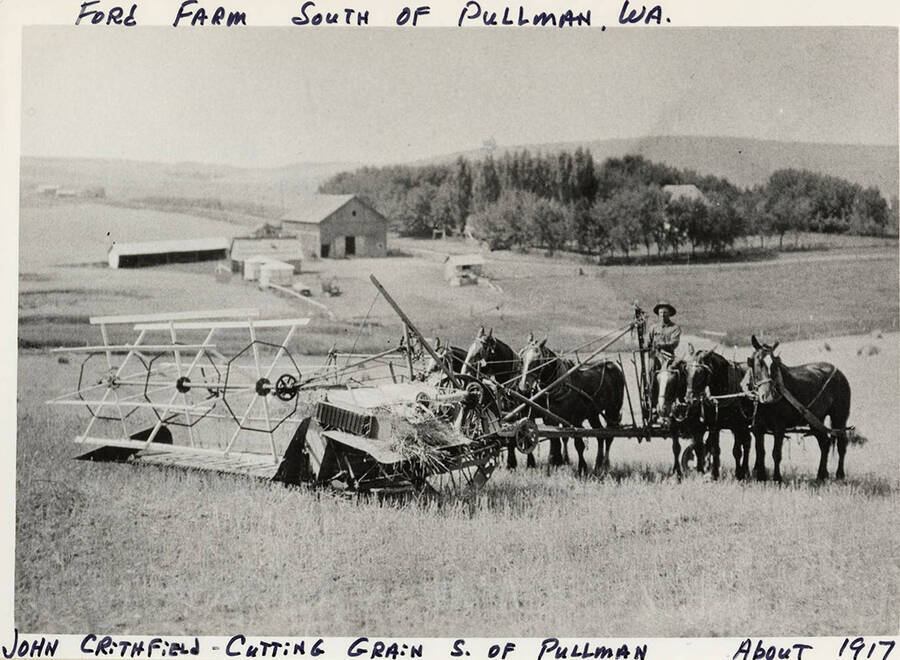 John Crithfield using a team of horses to cut grain on the Ford Farm south of Pullman Washington.  Photograph taken about 1917.