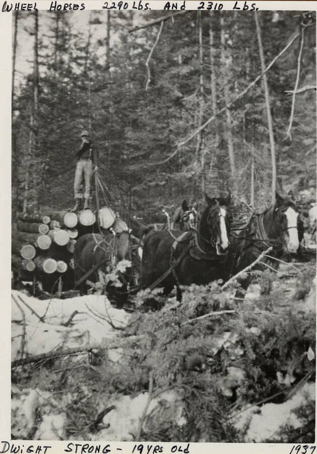 Dwight Strong driving a team of horses pulling a sledge of lumber. Photograph taken in 1937.