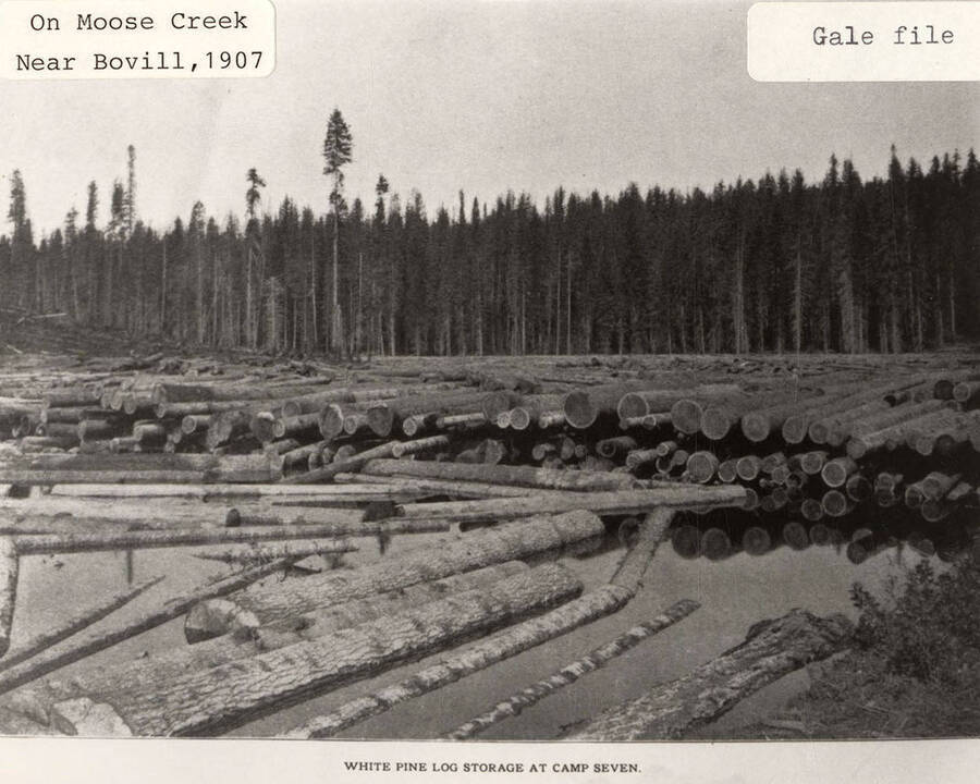 View of the white pine log storage at Camp 7, which is located on Moose Creek near Bovill, Idaho.