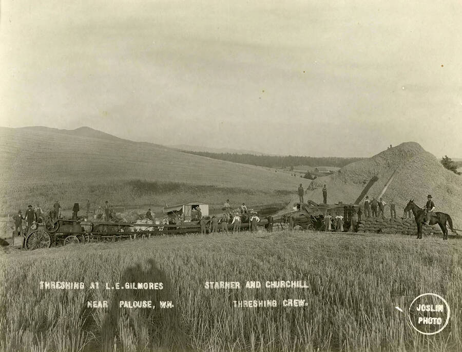 The Starner and Churchill threshing crews threshing at L.E. Gilmores, near Palouse, Washington