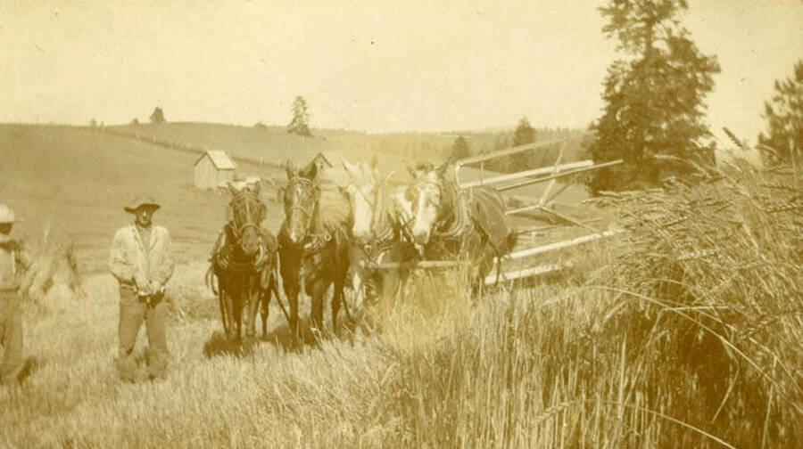 A team drives along the grain with a binder behind them that trimmed the hay to be bound by other members of the crew after.