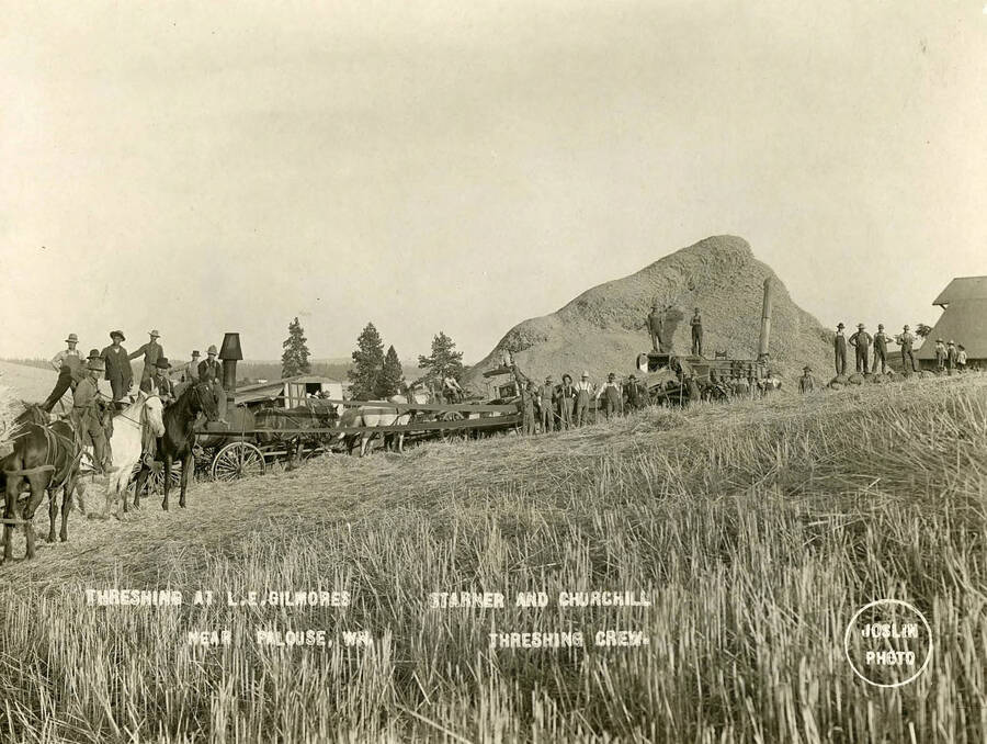 The Starner and Churchill threshing crews threshing at L.E. Gilmores, near Palouse, Washington