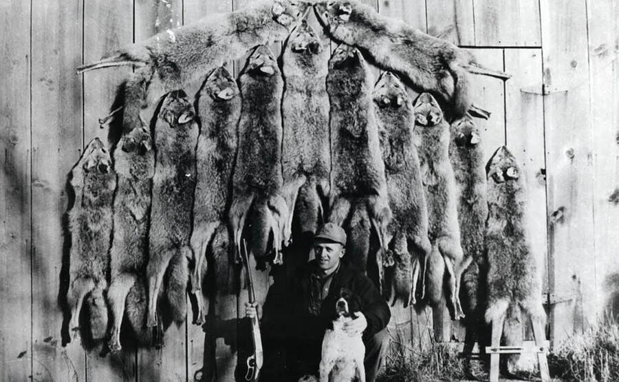 Eddie Bysegger poses with coyote pelts. Eddie would sell pelts to supplement the farms income.