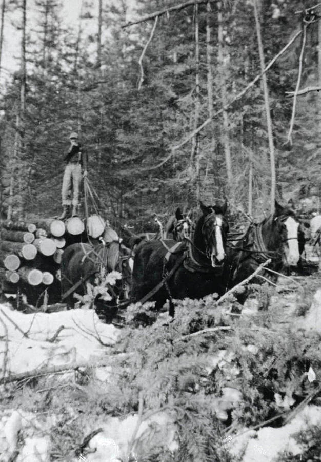 Dwight with a lead of logs ready for the sawmill
