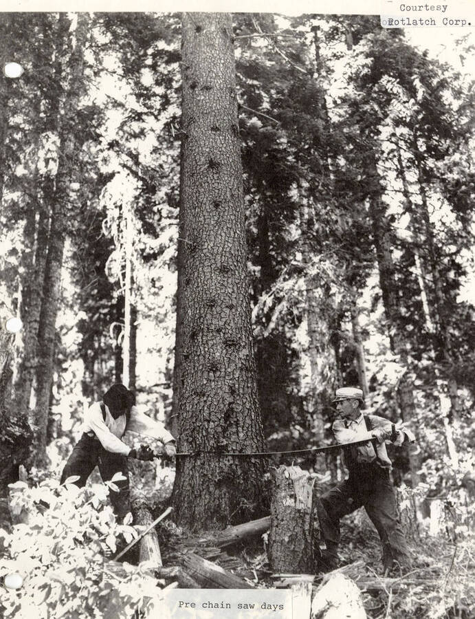 Two men using a crosscut saw to cut down a tree in a forest.