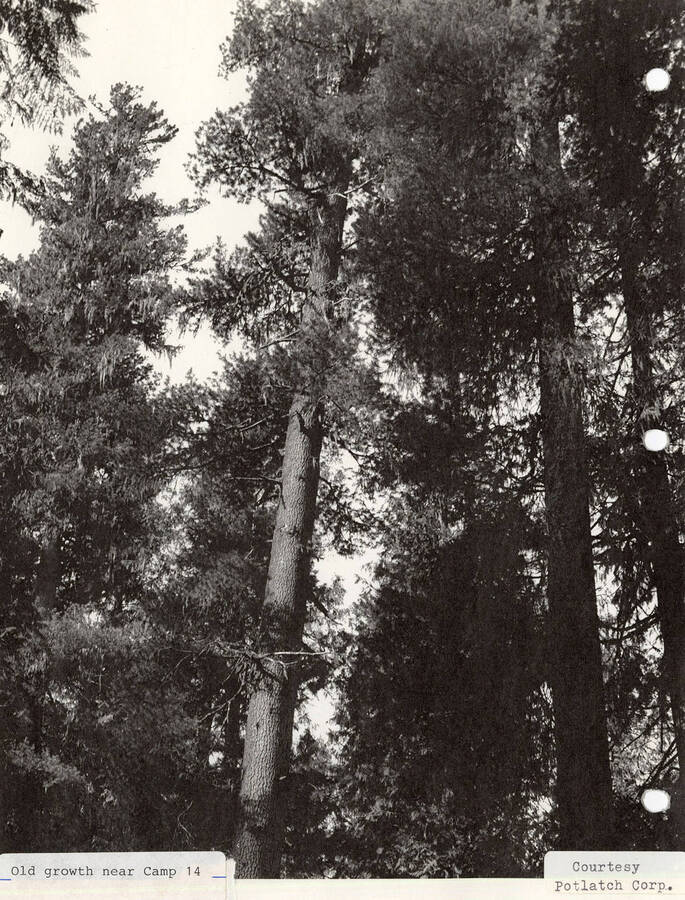 View of a few old trees located by Camp 14.
