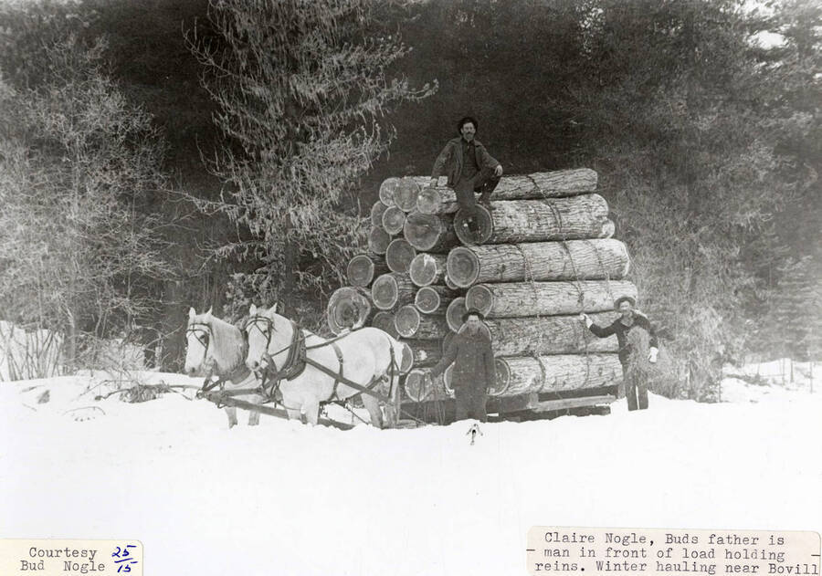 Two horses hauling a stack of logs during the winter. Claire Nogle can be seen standing in front holding the horse's reins. Two other men can be seen sitting on top and standing next to the logs.