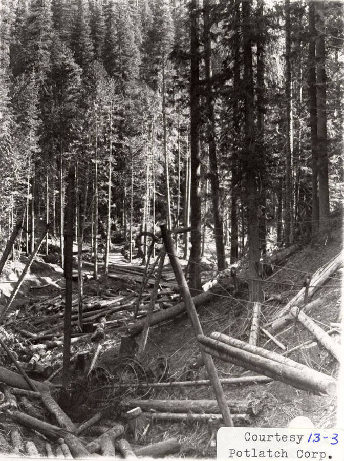 View of a forest with logs laying on the ground around the trees. A few ropes can be seen wrapped around some logs.
