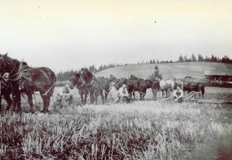 Fritz Brinken, John Nirk, Durell Nirk, and Amel Brinken sitting in a field next to some horses