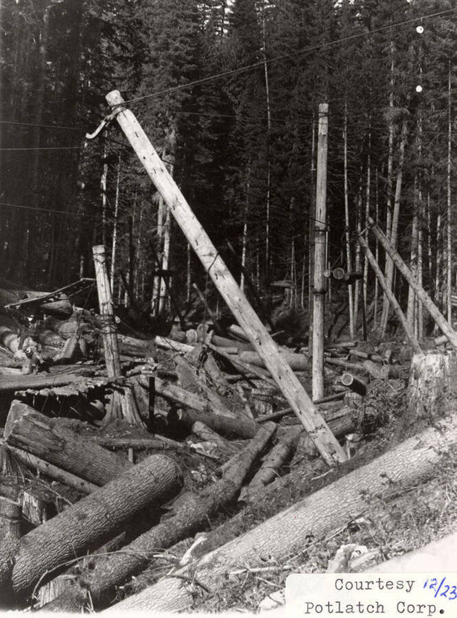 View of a forest with logs laying on the ground around the trees. A few ropes can be seen wrapped around some logs.