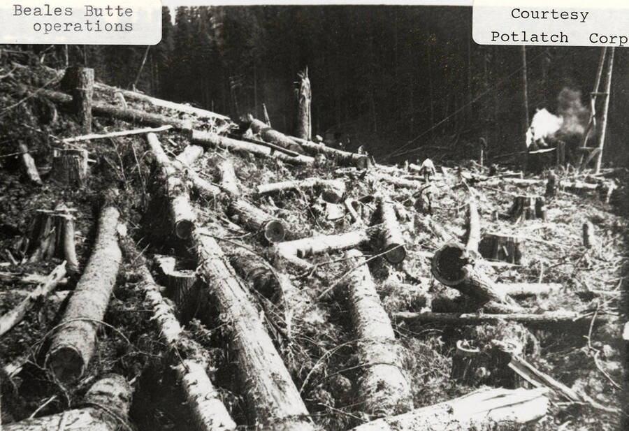 Logging occurring near Beales Butte. Men can be seen walking amongst the many logs that are scattered on the ground of the forest.