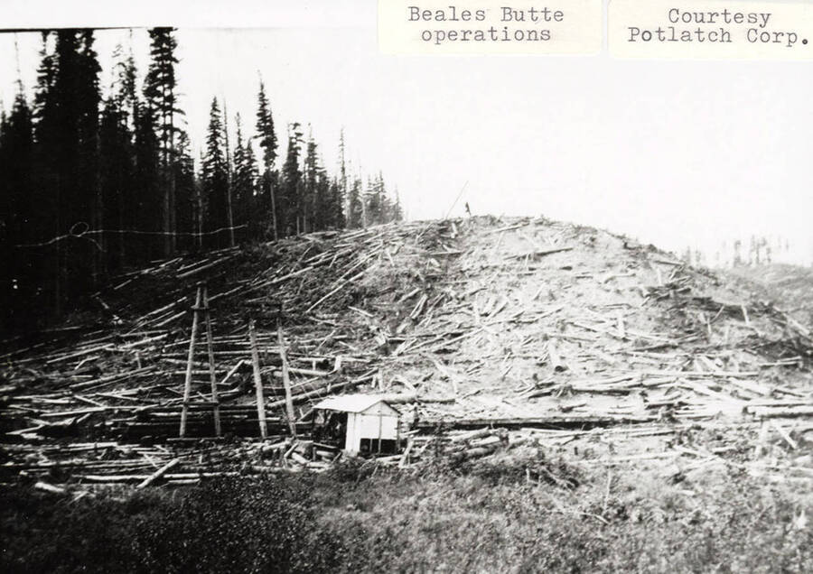 Logging occurring near Beales Butte. Logs can be seen laying on the ground of the small hill and a small piece of equipment can be seen at the bottom of the hill.