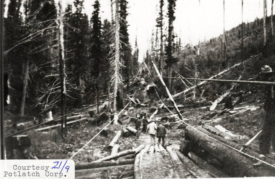 A group of people can be seen walking amongst the logs that are scattered on the ground of the forest.