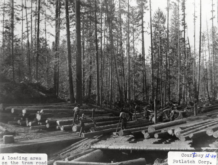 View of a loading area on the tram road. Men can be seen standing on and around the logs.