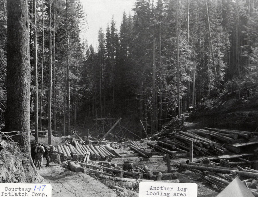 View of a loading area. Logs can be seen laying on the ground in the forest. A man and a horse can also be seen standing to the right of the stacks of logs.