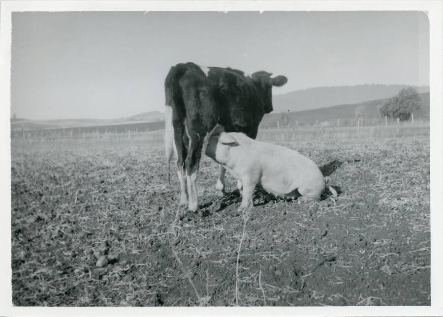 Photo of a cow in a field. Cow is suckling a pig.