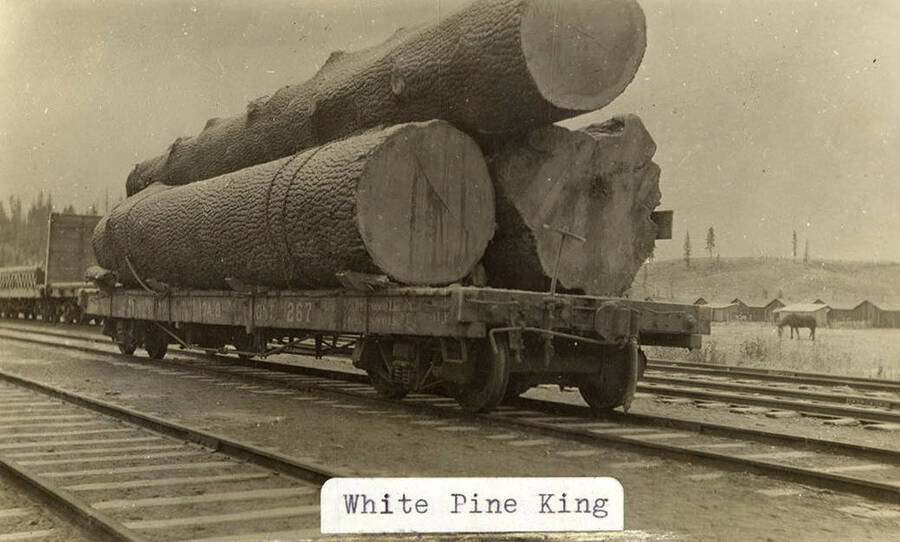 The largest known White Pine tree being transported on a railroad car after being cut down, along with the rest of the 'Kings'.