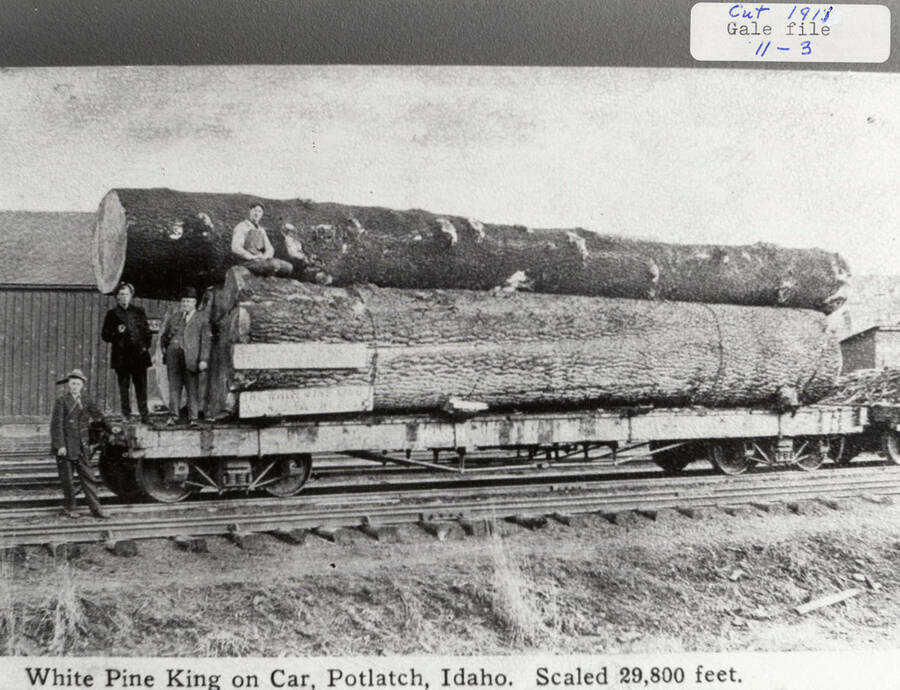 The largest known White Pine tree on a railroad car. The tree was scaled at 29,800 feet. Four men are standing and sitting on and round the log.