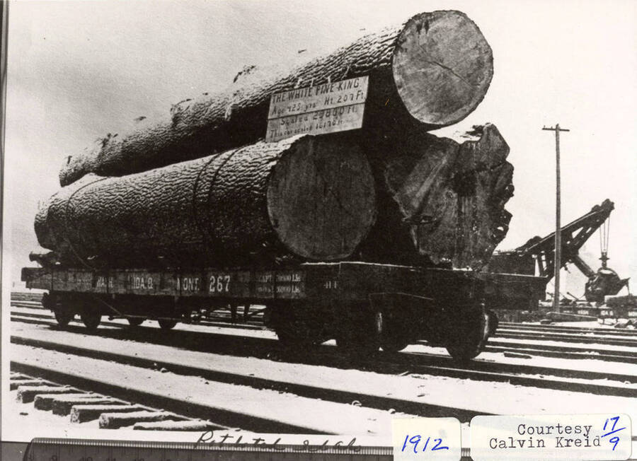 The largest known White Pine tree on a railroad car. The tree has a sign on it that says that it was scaled at 29,800 feet.