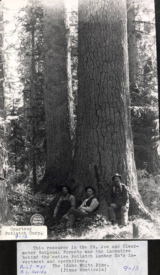 Three men sitting at the base of an Idaho white pine in the St. Joe and Clearwater National Forests, which was the incentive behind Potlatch Lumber Co.'s investment and operations.