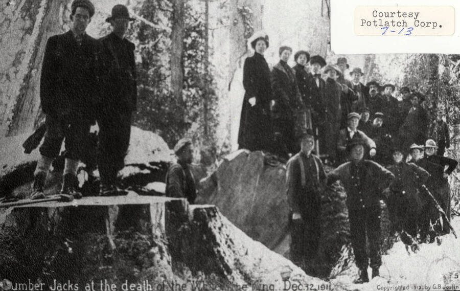 Group photo of lumberjacks standing around the White Pine King at the time it fell. The tree was the largest known white pine at the time. The men can be seen standing on and around the fallen tree and the stump.