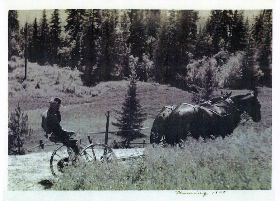 View of J.V. Katzenberger mowing hay with horse drawn sickle in 1938.