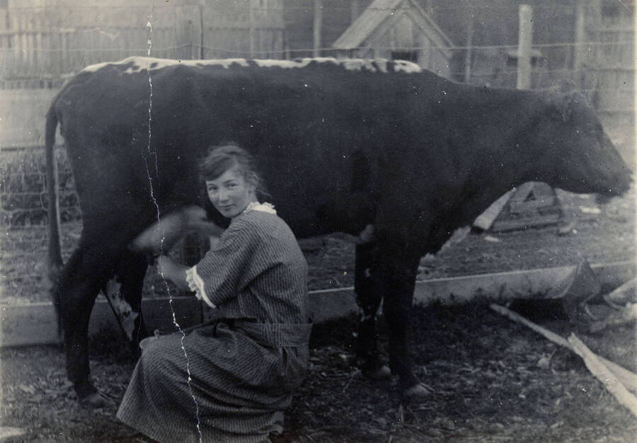 A photograph of Edith Kislig milking a cow.