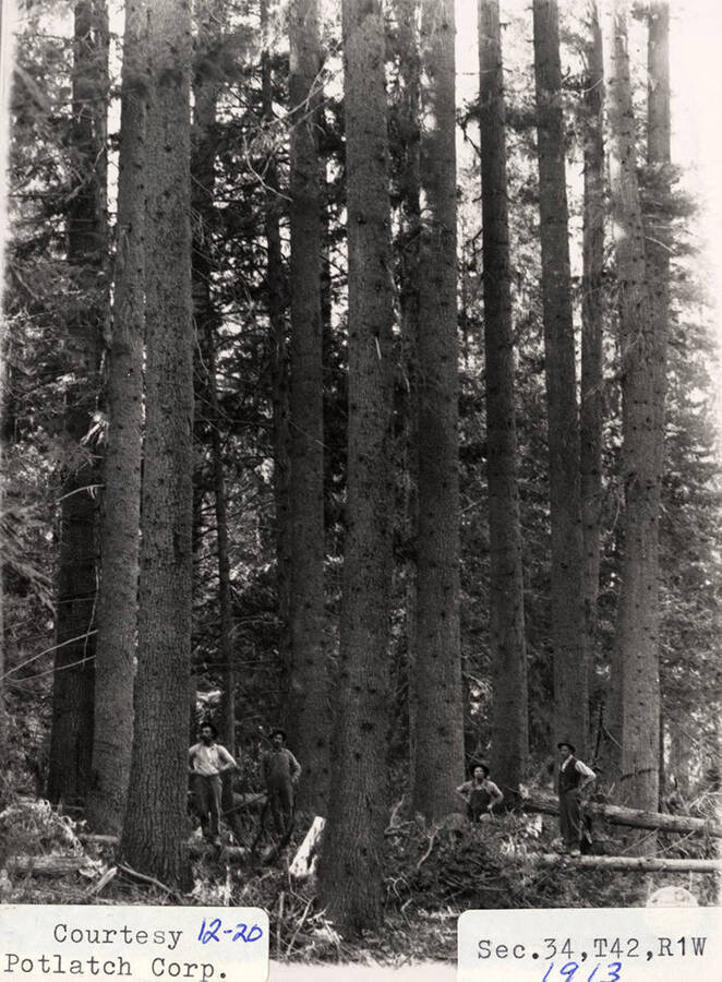 Four men standing at the base of a few trees in Sec. 34, T42, R1W.