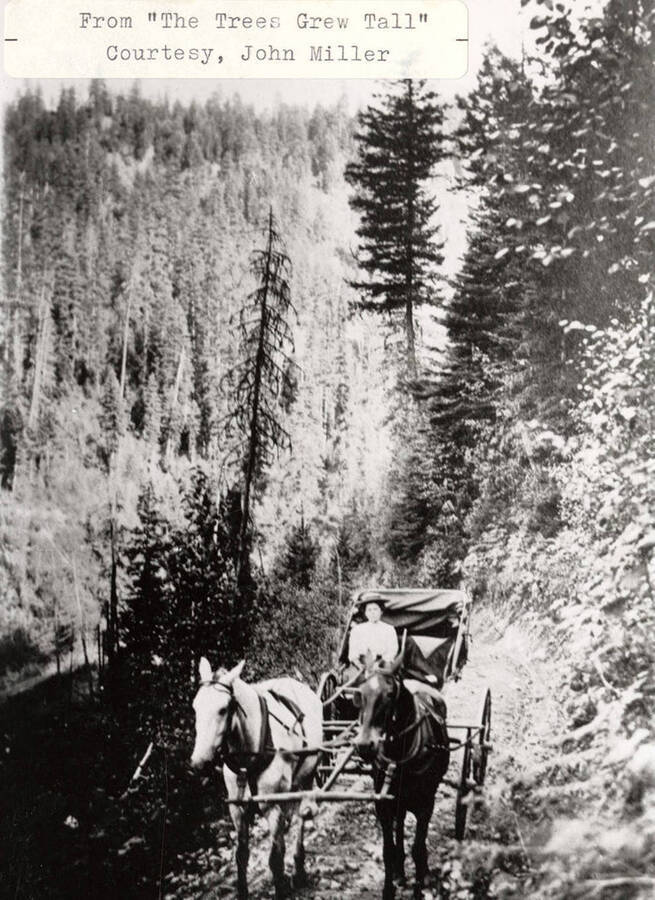 Two horses pulling a man sitting in a carriage. Surrounding them is a forest.