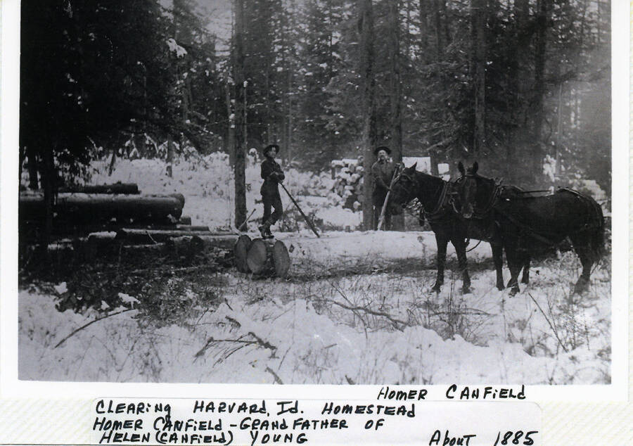 Homer Canfield clearing the land for his homestead at Harvard, Idaho. Canfield was the grandfather of Helen (Canfield) Young.